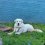 Blitz joined the competition — help win amazing prizes! dog, white_dog, grass, outdoor, leash, blue_wall, toy, ball, pet, animal, canine, fence, resting, nature, greenery, playful, domestic_animal, calm, summer, sunlight