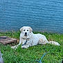 dog, white_dog, grass, outdoor, leash, blue_wall, toy, ball, pet, animal, canine, fence, resting, nature, greenery, playful, domestic_animal, calm, summer, sunlight