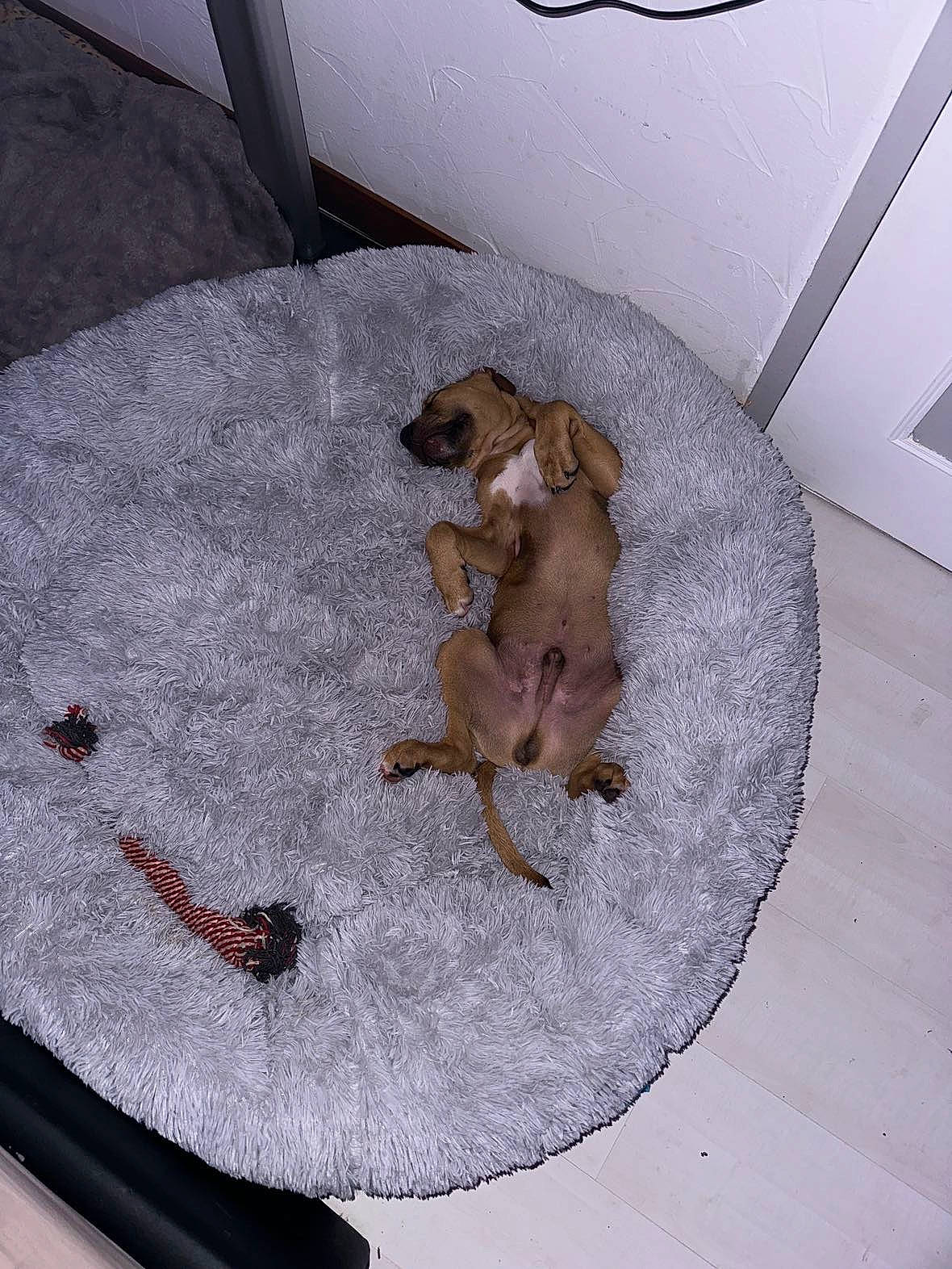 Laïko a rejoint le concours — aidez-le/la à gagner de superbes lots ! beige, brown, canidae, carnivore, comfort, companion_dog, dog, dog_breed, fawn, flooring, hardwood, linens, liver, paw, pet_supply, sporting_group, tail, terrestrial_animal, wood, working_animal