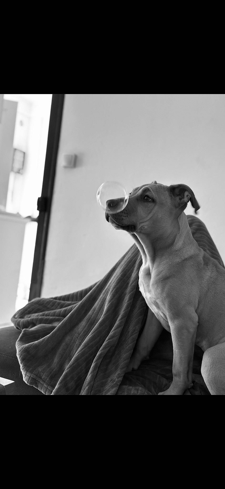 Laïko participe au concours pour gagner de l'argent avec cette photo : art, black_and_white, canidae, carnivore, companion_dog, dog, dog_breed, fawn, grey, monochrome, monochrome_photography, rampur_greyhound, sighthound, snout, sporting_group, style, terrestrial_animal, toy_dog, whiskers, working_animal