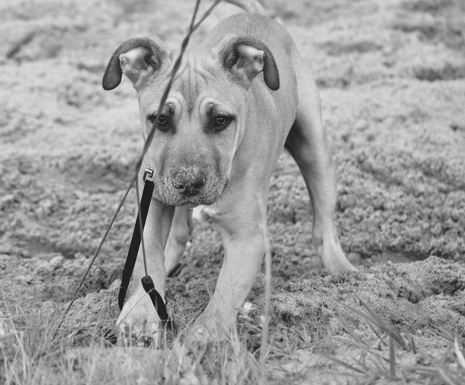 Laïko a rejoint le concours — aidez-le/la à gagner de superbes lots ! canidae, carnivore, collar, companion_dog, dog, dog_breed, dog_collar, fawn, grass, grassland, monochrome, monochrome_photography, snout, soil, sporting_group, tail, terrestrial_animal, whiskers, working_animal, working_dog