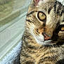 cat, tabby, close_up, whiskers, sunlight, window, pet, feline, golden_eyes, fur, animal, domestic_animal, cute, curious, portrait, indoor, cozy, soft_texture, relaxed, nature