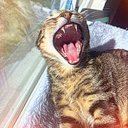 Kiwi joined the competition — help win amazing prizes! animal, blanket, cat, closeup, cozy, cute, feline, fur, indoors, mouth_open, pet, relaxing, sleepy, striped, sunlight, tabby, teeth, whiskers, window, yawning