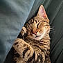 Kiwi is registered to the contest to win money with this photo: animal, cat, closeup, cozy, cute, fur, indoor, mammal, nap, paw, peaceful, pet, relaxed, resting, sleeping, soft, striped, tabby, texture, whiskers