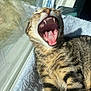 Kiwi is registered to the contest to win money with this photo: cat, tabby, yawning, teeth, tongue, fur, whiskers, pet, animal, indoor, window, sunlight, soft, fluffy, relaxing, closeup, mammal, cute, sleepy, striped