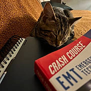 Kiwi is registered to the contest to win money with this photo: cat, tabby, sleeping, notebook, book, spiral_binding, text, brown_surface, feline, pet, domestic_animal, close_up, resting, indoor, study_material, cover, education, animal, relaxation, cozy