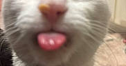 Artemis is registered to the contest to win money with this photo: cat, white_cat, close_up, tongue_out, collar, charm, pet, indoor, floor_tile, rug, animal, cute, feline, blurred, face, whiskers, ears, nose, fur, playful
