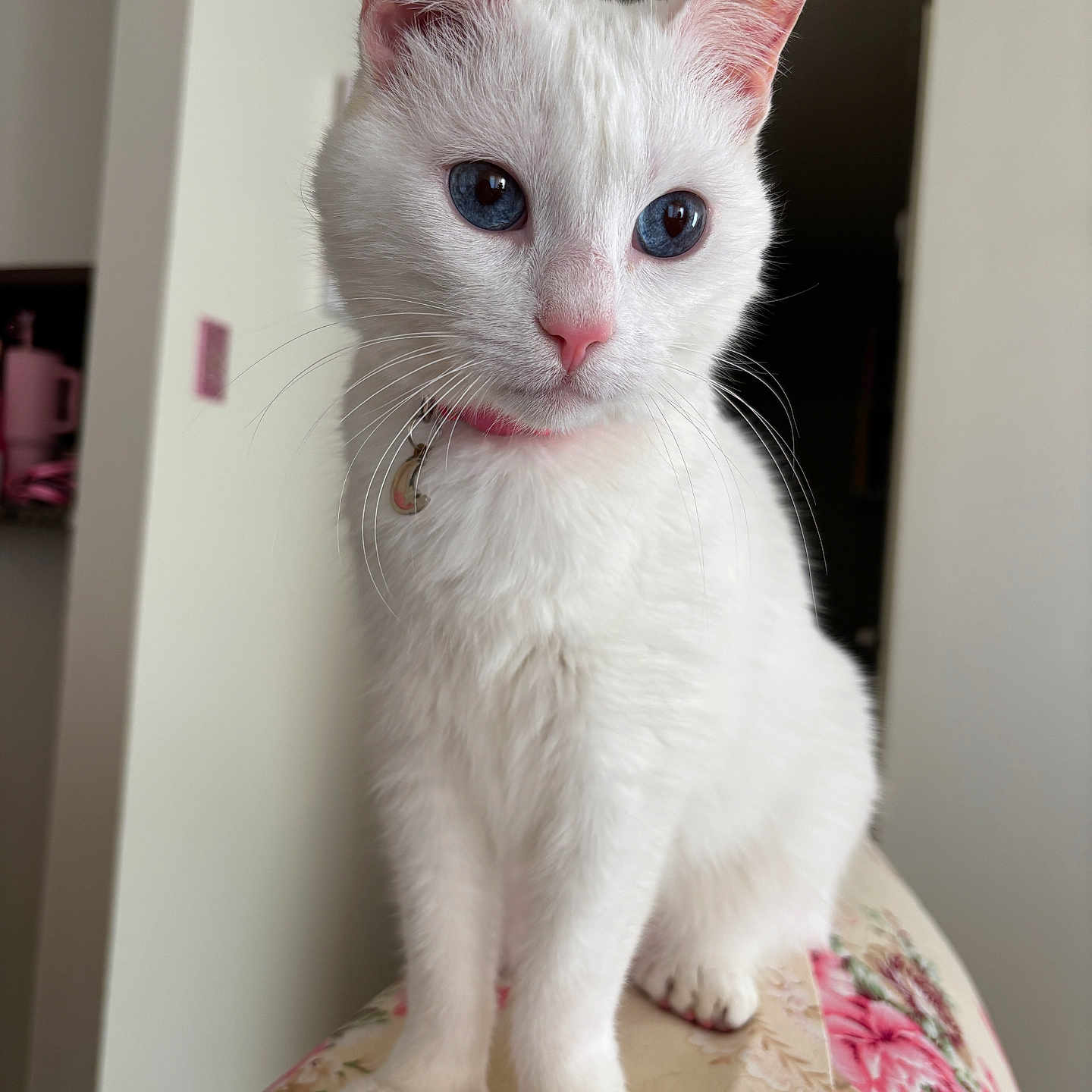 Artemis is registered to the contest to win money with this photo: cat, white_cat, blue_eyes, pet, indoor, animal, feline, cute, sitting, close_up, whiskers, pink_nose, collar, domestic_cat, soft_fur, portrait, curious, floral_pattern, household, cozy