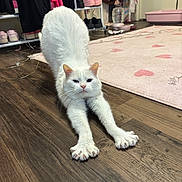 Artemis joined the competition — help win amazing prizes! cat, white_cat, stretching, wooden_floor, rug, heart_pattern, indoor, shoes, bags, water_dispenser, pink, floor, pet, animal, feline, claws, ears, fur, paws, home