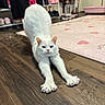 cat, white_cat, stretching, wooden_floor, rug, heart_pattern, indoor, shoes, bags, water_dispenser, pink, floor, pet, animal, feline, claws, ears, fur, paws, home