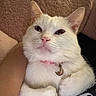 Artemis is registered to the contest to win money with this photo: cat, white_cat, pet, animal, close_up, cute, fur, paws, collar, indoor, cozy, pink_nose, relaxed, cuddling, feline, domestic_cat, whiskers, ears, face, portrait