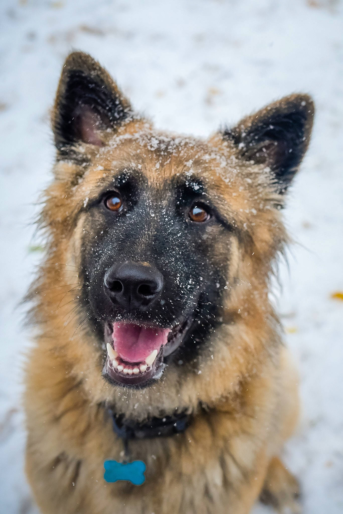 Gigi joined the competition — help win amazing prizes! canidae, canis, carnivore, collar, dog, dog_breed, fawn, freezing, german_shepherd_dog, guard_dog, herding_dog, organ, precipitation, snout, snow, sporting_group, tongue, vertebrate, winter, working_animal