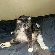 Valentina is registered to the contest to win money with this photo: animal, bed, blanket, cat, cute, domestic_cat, feline, fluffy_fur, fur, gray_cat, household, indoor, paw, pet, relaxed, resting, sleepy, tail, wall, white_paws
