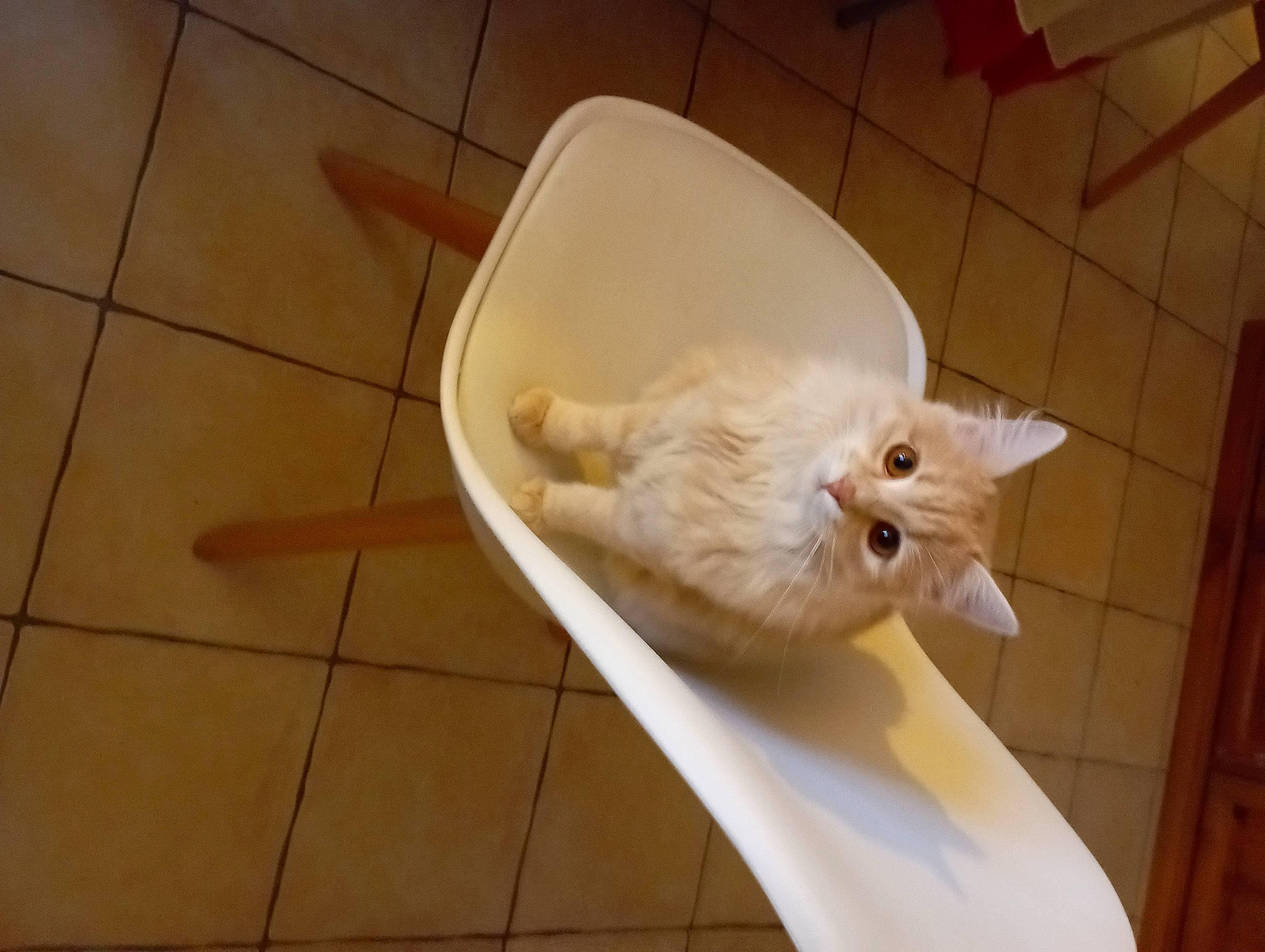 Darwin participe au concours pour gagner de l'argent avec cette photo : bathroom, carnivore, cat, comfort, companion_dog, dog_breed, domestic_short_haired_cat, fawn, felidae, floor, flooring, fur, hardwood, paw, small_to_medium_sized_cats, snout, tail, tile_flooring, whiskers, wood