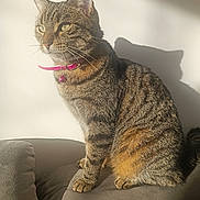 Sylla a rejoint le concours — aidez-le/la à gagner de superbes lots ! cat, tabby_cat, pet, feline, collar, indoor, couch, gray_couch, shadow, sunlight, white_wall, sitting, fur, whiskers, ears, animal, domestic_cat, close_up, portrait, relaxation