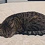 Sylla a rejoint le concours — aidez-le/la à gagner de superbes lots ! cat, tabby, sleeping, feline, pet, striped, fur, cozy, blanket, indoor, resting, animal, cute, soft, peaceful, domestic, mammal, bed, relaxed, whiskers