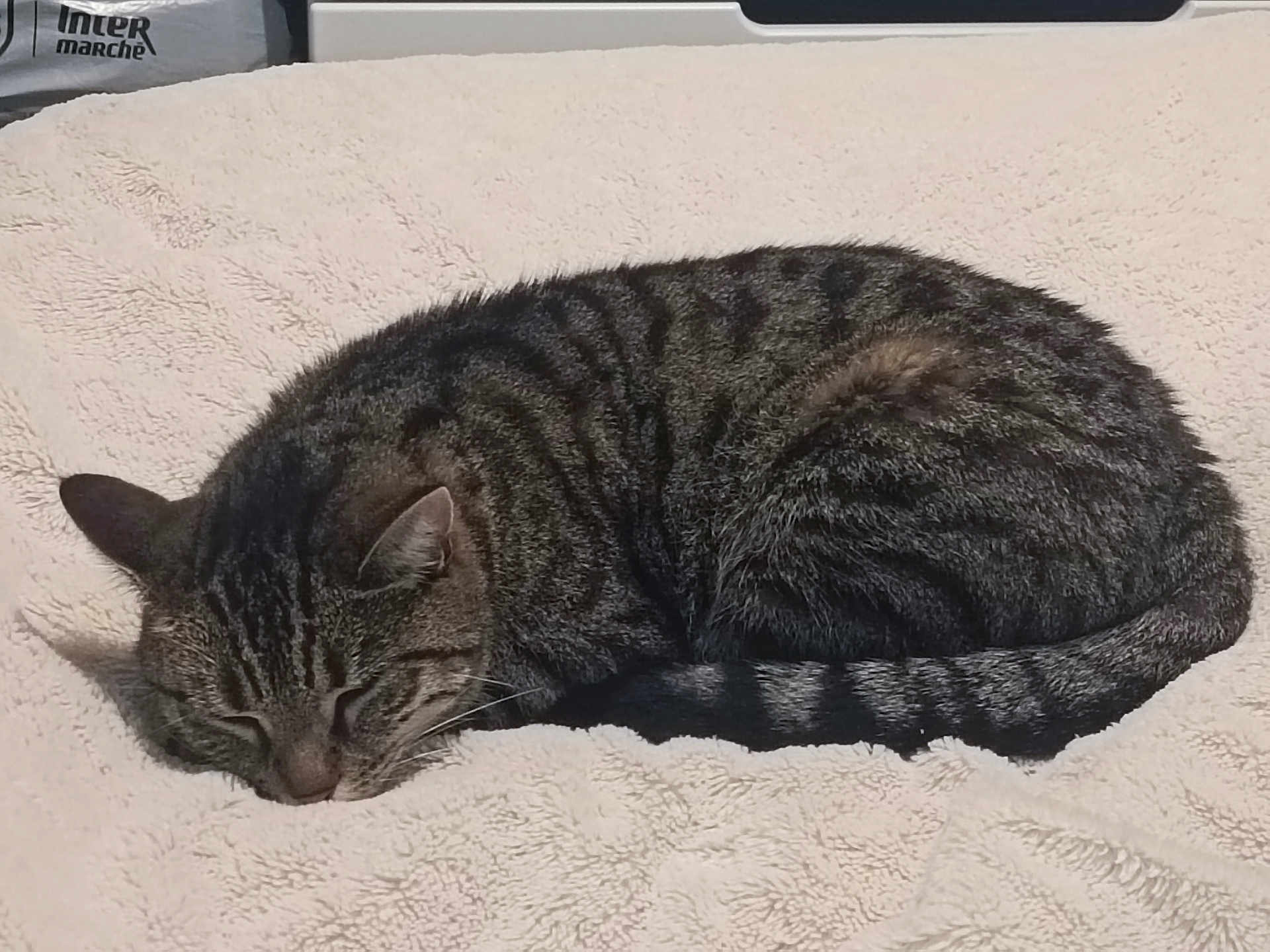 Sylla a rejoint le concours — aidez-le/la à gagner de superbes lots ! cat, tabby, sleeping, feline, pet, striped, fur, cozy, blanket, indoor, resting, animal, cute, soft, peaceful, domestic, mammal, bed, relaxed, whiskers