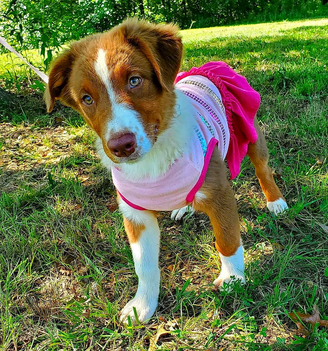 Bella joined the competition — help win amazing prizes! ancient_dog_breeds, canidae, carnivore, companion_dog, dog, dog_breed, dog_clothes, dog_supply, fawn, grass, herding_dog, hound, hunting_dog, plant, puppy, sporting_group, tail, whiskers, working_animal, working_dog