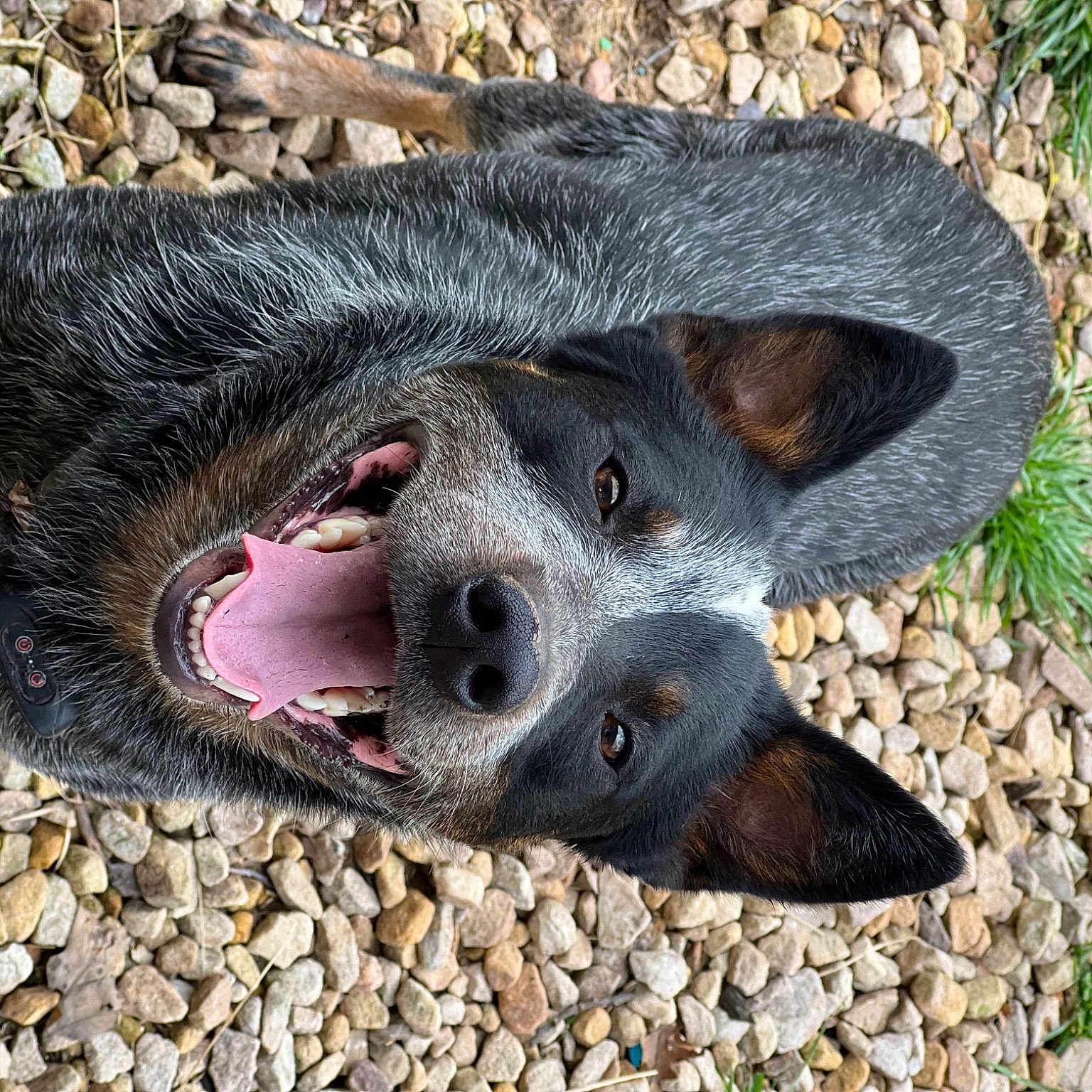 Haze joined the competition — help win amazing prizes! australian_cattle_dog, canidae, carnivore, collar, dog, dog_breed, foot, fur, grass, paw, plant, snout, soil, sporting_group, whiskers, working_animal