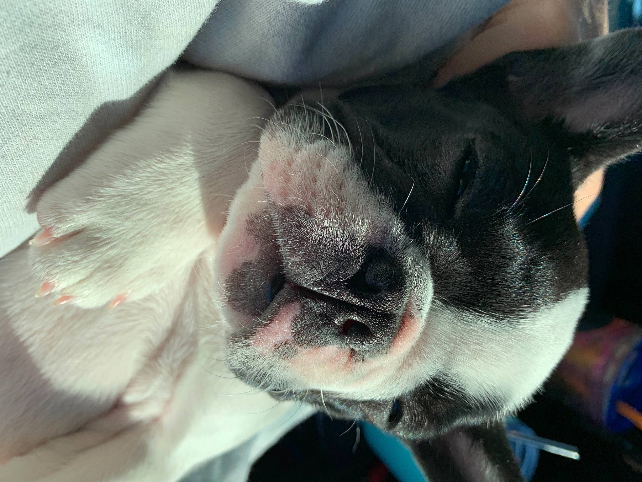 Petunia is registered to the contest to win money with this photo: boston_terrier, bulldog, canidae, carnivore, close_up, collar, companion_dog, dog, dog_breed, fawn, french_bulldog, molosser, non_sporting_group, skin, snout, terrestrial_animal, toy_dog, vertebrate, whiskers, working_animal
