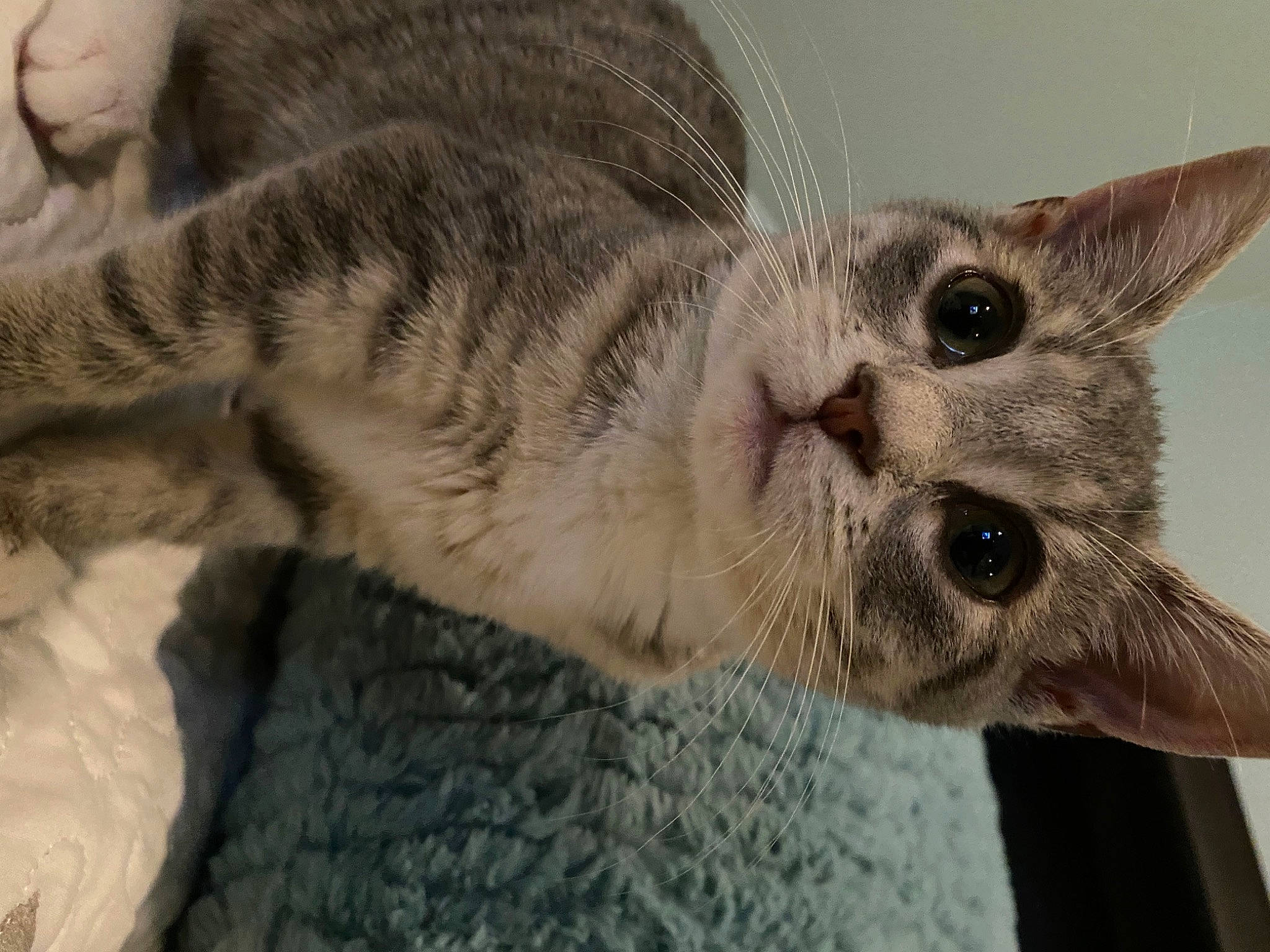 Amira is registered to the contest to win money with this photo: carnivore, cat, claw, close_up, domestic_short_haired_cat, fawn, felidae, fur, paw, small_to_medium_sized_cats, tail, whiskers