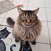 Ziggy participe au concours pour gagner de l'argent avec cette photo : cat, tabby, fluffy, pet, animal, indoor, floor, tile, mat, black_cat_design, toy, balloon, yellow_eyes, fur, whiskers, tail, cute, looking_up, domestic_cat, home