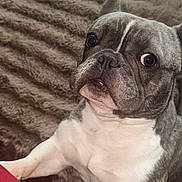 Kash is registered to the contest to win money with this photo: animal, blanket, brown, close_up, companion, cute, dog, domestic, ears, expression, face, french_bulldog, fur, indoors, nose, paw, pet, sitting, texture, white