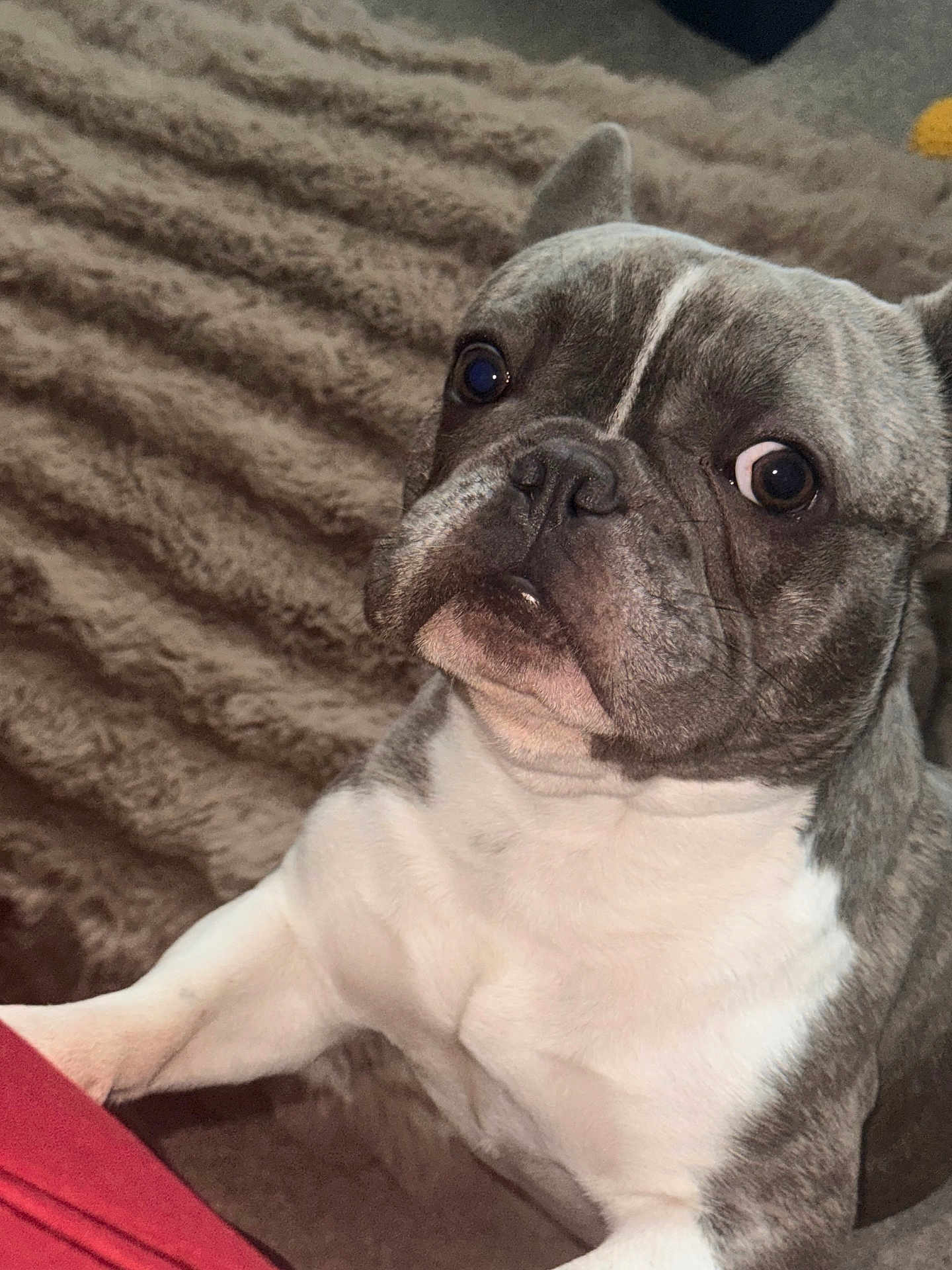 Kash is registered to the contest to win money with this photo: animal, blanket, brown, close_up, companion, cute, dog, domestic, ears, expression, face, french_bulldog, fur, indoors, nose, paw, pet, sitting, texture, white