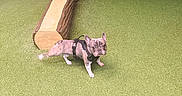 Kash is registered to the contest to win money with this photo: animal, artificial_turf, canine, curious, dog, fence, french_bulldog, grass, green, harness, leash, night, outdoor, park, pet, pet_accessory, play_area, small_dog, walking, wooden_log