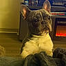 Kash is registered to the contest to win money with this photo: blanket, couch, cozy, cute, dog, ears, fireplace, floor, french_bulldog, fur, furniture, indoor, living_room, paws, pet, portrait, shelf, spray_can, television, warm_lighting