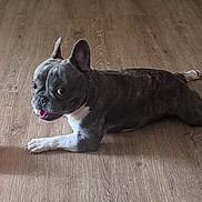 Kash joined the competition — help win amazing prizes! dog, french_bulldog, pet, animal, indoor, wooden_floor, lying_down, playful, looking_back, tongue_out, ears_up, short_hair, mammal, domestic_animal, companion, cute, friendly, small_dog, canine, resting