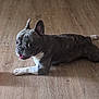 dog, french_bulldog, pet, animal, indoor, wooden_floor, lying_down, playful, looking_back, tongue_out, ears_up, short_hair, mammal, domestic_animal, companion, cute, friendly, small_dog, canine, resting