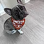 dog, french_bulldog, puppy, bandana, orange, pet, indoor, flooring, wood_floor, cute, looking_up, ears, sitting, young, adorable, animal, companion, domestic, fur, expression