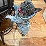 dog, french_bulldog, hoodie, clothing, indoor, wooden_floor, smiling, pet, cute, animal, standing, chair, paw, happy, tongue, ears, brown, gray, domestic, playful