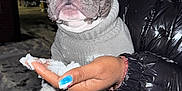 Kash joined the competition — help win amazing prizes! french_bulldog, dog, sweater, snow, night, person, hand, cold, outdoor, pet, animal, winter, coat, paw, whiskers, curious, holding, clothing, black_jacket, nail_polish