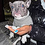 french_bulldog, dog, sweater, snow, night, person, hand, cold, outdoor, pet, animal, winter, coat, paw, whiskers, curious, holding, clothing, black_jacket, nail_polish