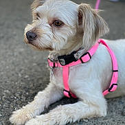 Cookie joined the competition — help win amazing prizes! dog, small_dog, white_dog, pet, leash, harness, pink_harness, outdoor, pavement, fur, canine, animal, closeup, portrait, resting, cute, domestic_animal, paw, side_view, alert