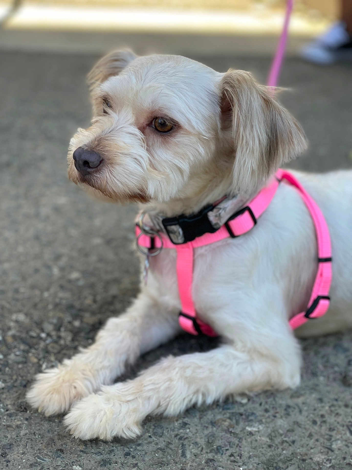 Cookie joined the competition — help win amazing prizes! dog, small_dog, white_dog, pet, leash, harness, pink_harness, outdoor, pavement, fur, canine, animal, closeup, portrait, resting, cute, domestic_animal, paw, side_view, alert