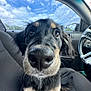 dog, close_up, car_interior, dog_nose, black_fur, brown_fur, white_fur, whiskers, seat, window, sky, clouds, steering_wheel, curious, pet, animal, canine, portrait, daylight, indoor