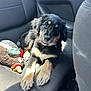 puppy, dog, car_interior, black_and_tan, fur, pet, seat, sunlight, plush_toy, cute, animal, young_dog, relaxed, indoors, companion, playful, car_seat, mammal, domestic_animal, tongue_out
