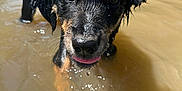 Nova is registered to the contest to win money with this photo: animal, black_fur, close_up, cute, dog, dripping_water, ears, eyes, fur, muddy_water, outdoor, pet, playful, puppy, snout, summer, tan_fur, tongue_out, water, wet