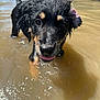 Nova is registered to the contest to win money with this photo: puppy, dog, wet, water, muddy_water, tongue_out, playful, animal, outdoor, close_up, fur, black_fur, tan_fur, ears, eyes, snout, dripping_water, summer, pet, cute