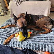 Shape a rejoint le concours — aidez-le/la à gagner de superbes lots ! dog, german_shepherd, plush_toy, yellow_duck, cushion, indoor, bed, lamp, floor, blanket, resting, pet, animal, cozy, furniture, relaxing, soft_light, home, toy, lying_down