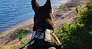 Shape participe au concours pour gagner de l'argent avec cette photo : animal, beach, calm, clouds, dog, evening, greenery, harness, lake, landscape, leash, nature, outdoor, plants, scenery, shore, silhouette, sky, sunlight, water