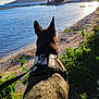 dog, harness, water, shore, beach, plants, greenery, sunlight, lake, sky, clouds, nature, outdoor, leash, scenery, calm, silhouette, evening, landscape, animal