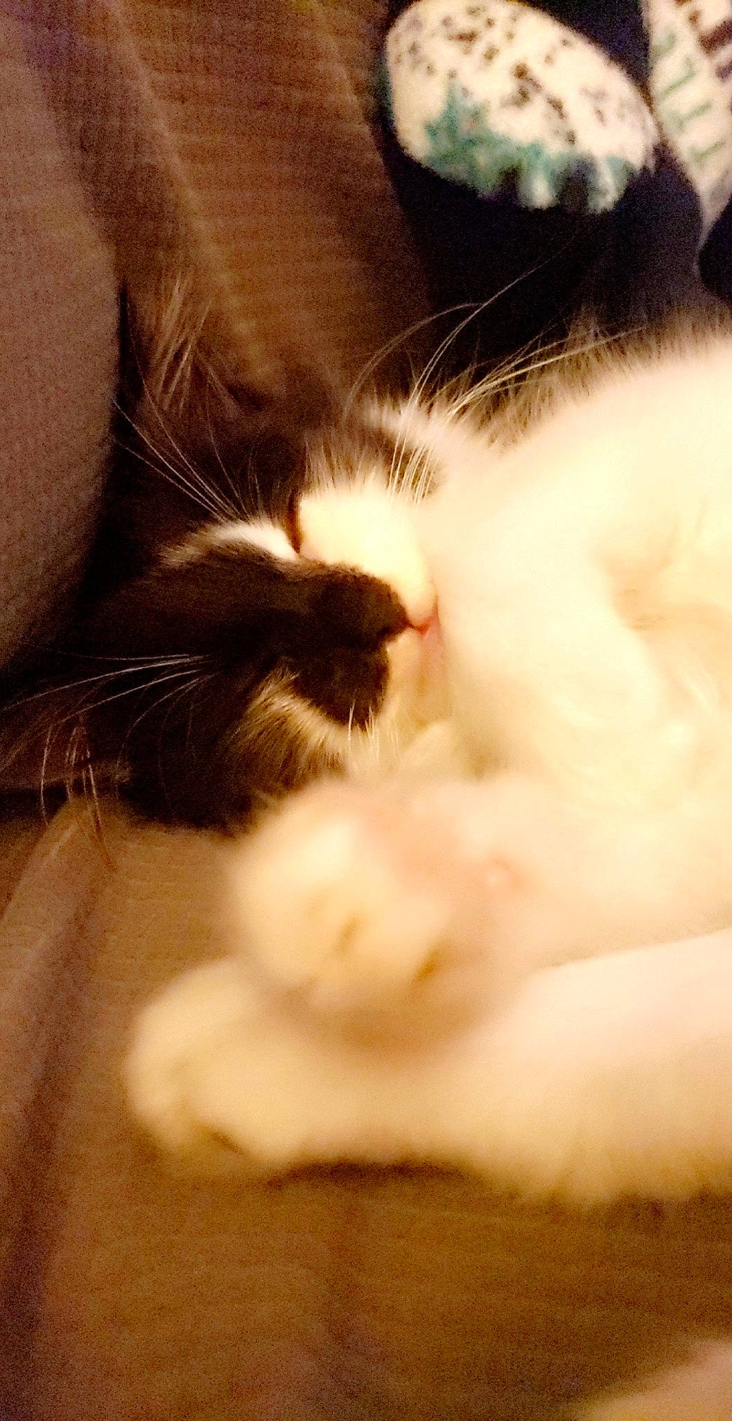 Friday joined the competition — help win amazing prizes! carnivore, cat, claw, felidae, fur, kitten, norwegian_forest_cat, nose, paw, polydactyl_cat, small_to_medium_sized_cats, snout, whiskers