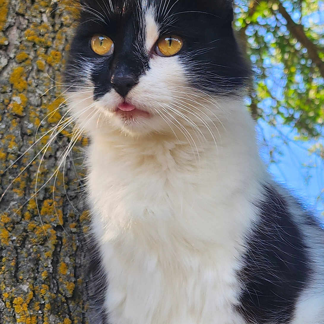 Friday is registered to the contest to win money with this photo: abyssinian, accessories, angora, animal, blackcat, bodypart, cat, kitten, manx, mouth, person, pet, plant, rock, siamese, strap, tree, treetrunk, vegetation, wood
