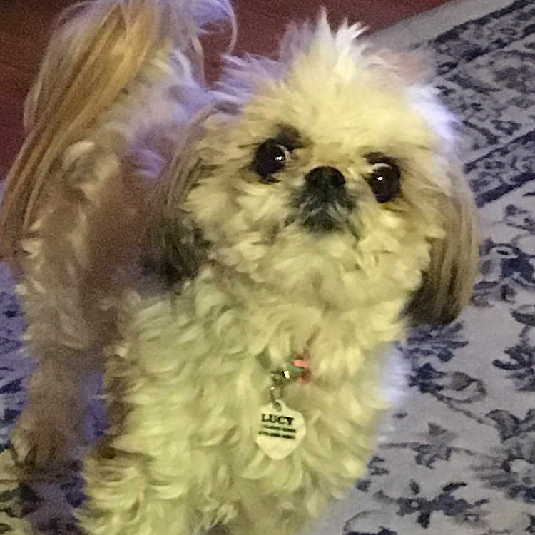 Lucy is registered to the contest to win money with this photo: alert, animal, brown, collar, companion, cute, dog, domestic, ears, floor, fluffy, fur, indoor, patterned_rug, pet, rug, small_dog, tag, tail, white