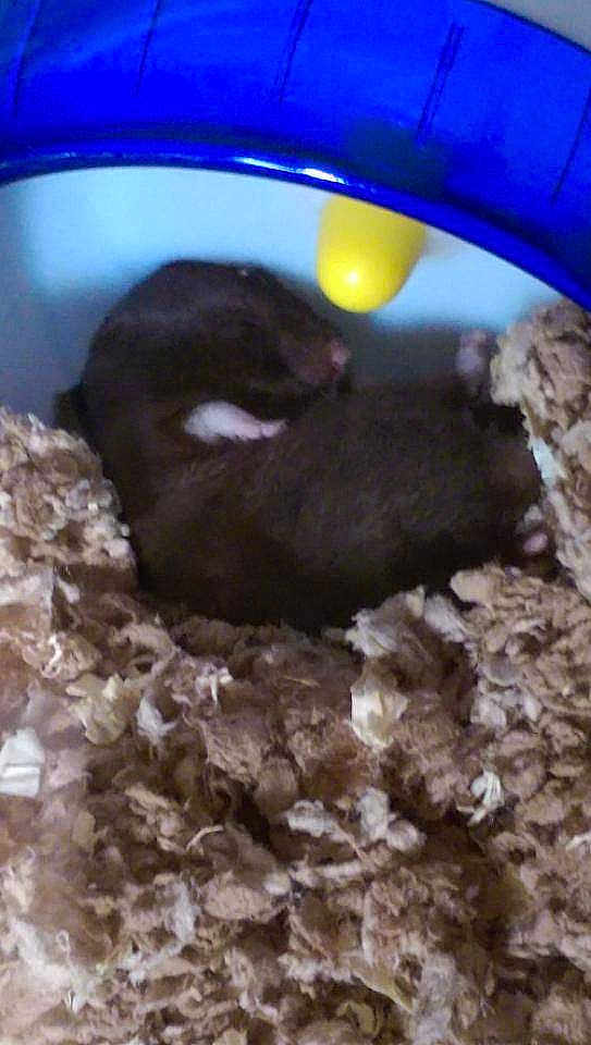 Lenny