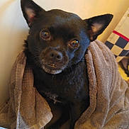 Karley joined the competition — help win amazing prizes! carnivoran, chihuahua, companion_dog, dog, dog_breed, dog_breed_group, dog_like_mammal, prazsky_krysarik, puppy, russkiy_toy, snout